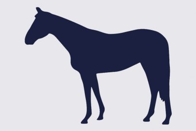 horse-placeholder